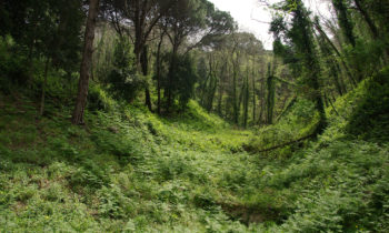 Wald auf Sizilien