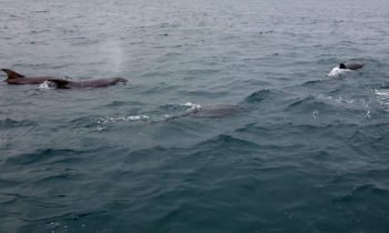 Delfine bei der Überfahrt von Mull nach Staffa