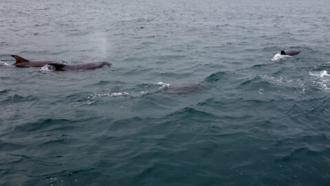 Delfine bei der Überfahrt von Mull nach Staffa
