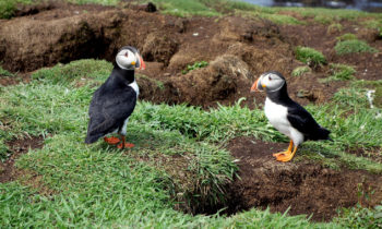 Papageientaucher in Schottland