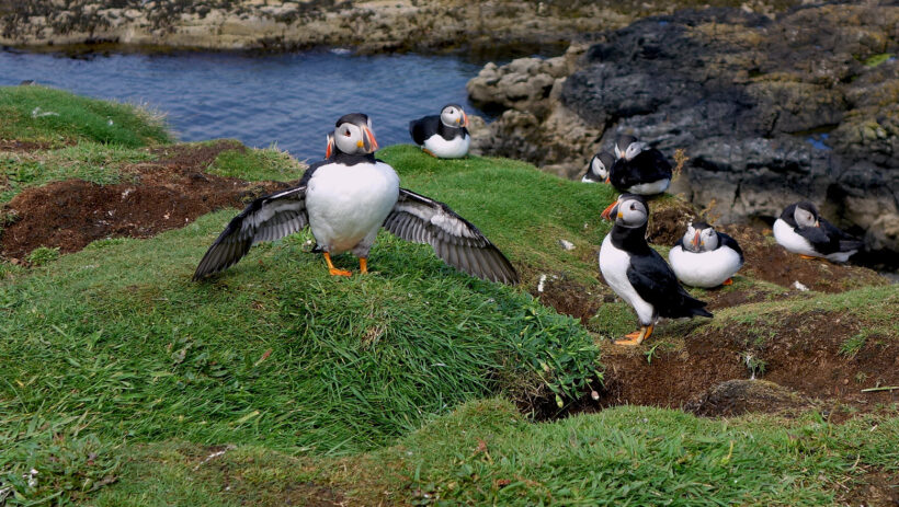 Wildlife Tour auf Lunga, Treshnish Isles