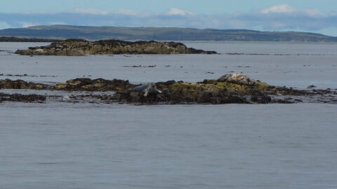 Seelöwen nahe Staffa
