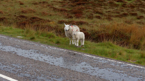 Schottische Schafe am Straßenrand