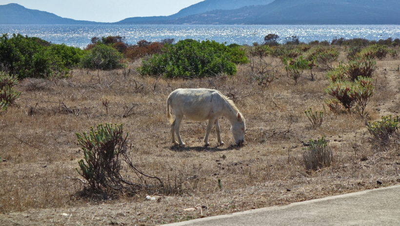 Leuzistischer (Albino) Esel auf Asinara