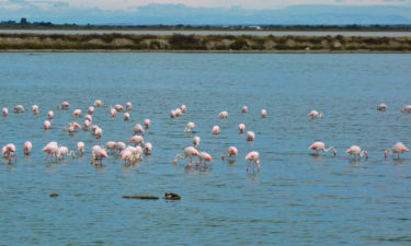 Flamingos in der Camargue